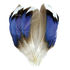 Canard Mallard plumes bleutées