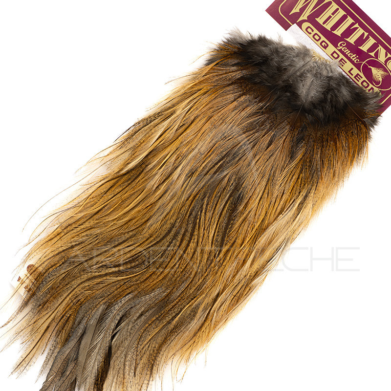 Croupes pardo Whiting Gold Ginger pardo