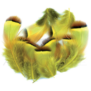 Perdrix rouge teintée jaune