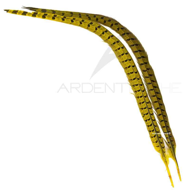 Faisan commun queue teintée jaune