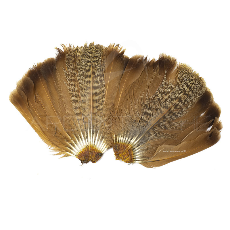 perdrix queue complète