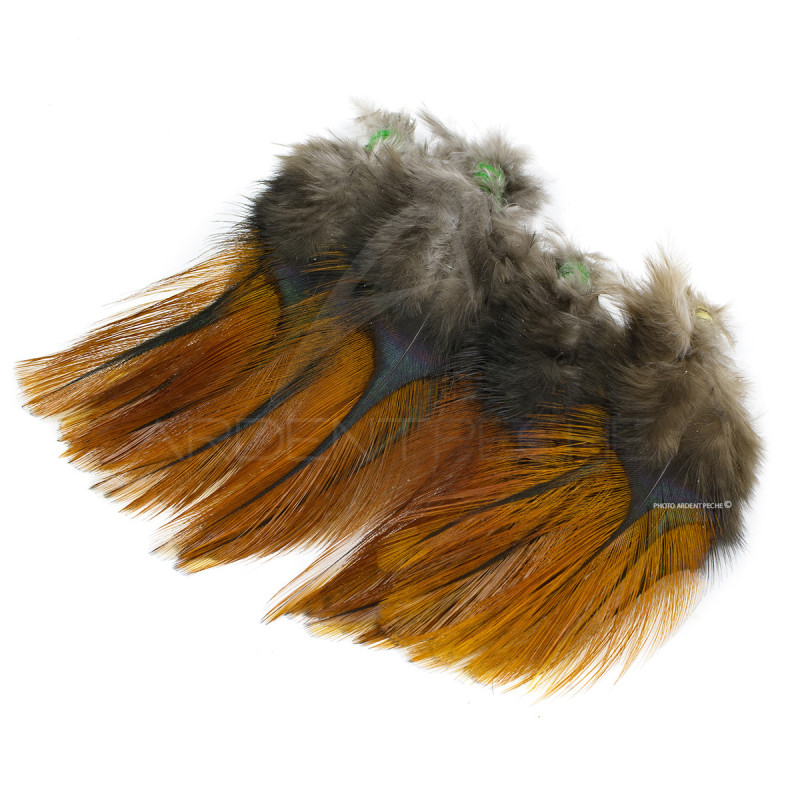 Plumes Pardo Florian Stephan grade 2 Rubion