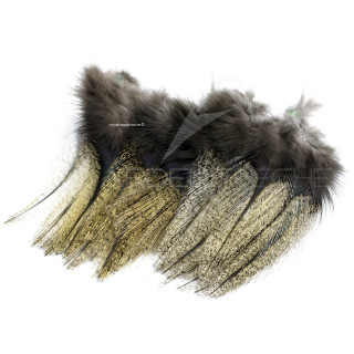 Plumes Pardo Florian Stephan grade 2 Médio