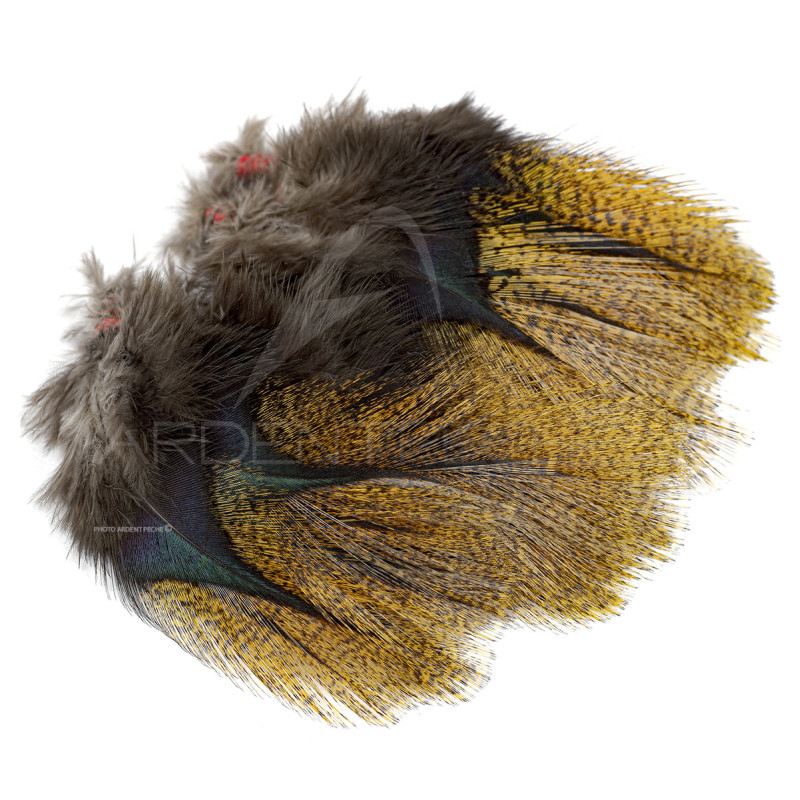 Plumes Pardo Florian Stephan grade 1 Flor d´escoba