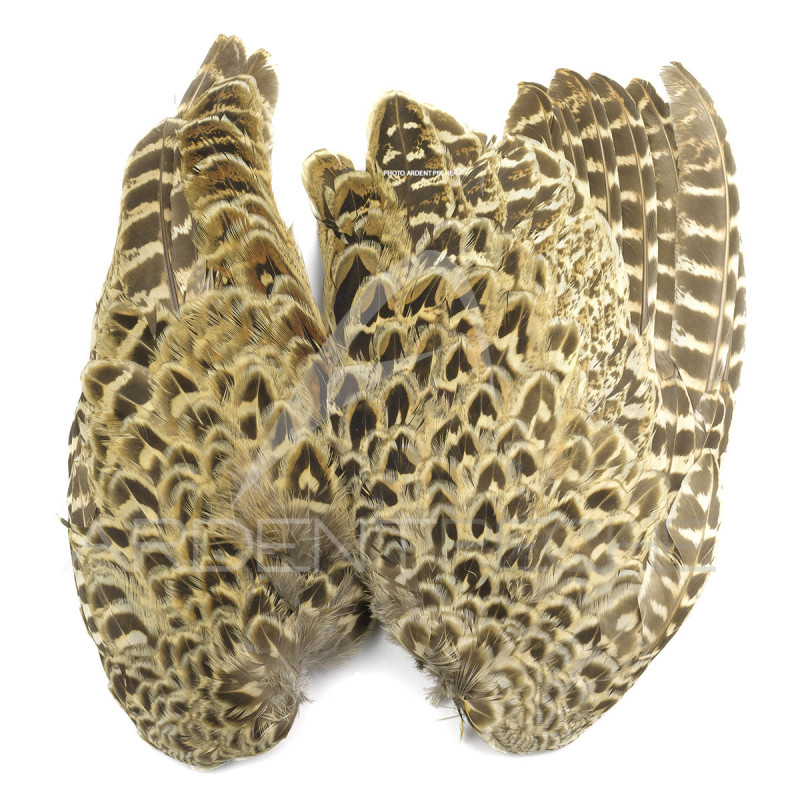 Faisane La paire daile