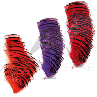 Faisan doré demi collerette teintées