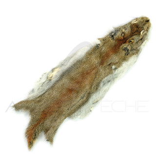 Peau écureuil des pins