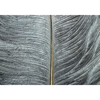 Autruche herls sur tige