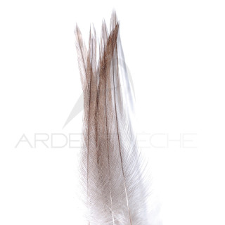 Coq de pêche corrézien plume de cou