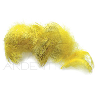 Canard poitrail mâle