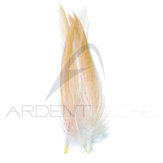 Coq de pêche corrézien plume de cou