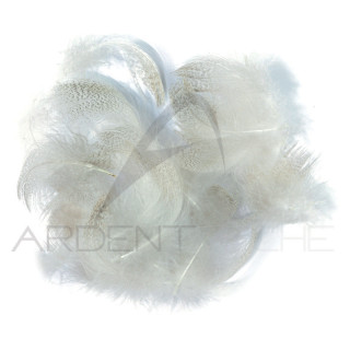 Canard poitrail mâle