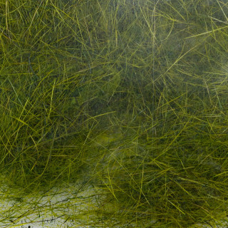 Dubbing lièvre sauvage