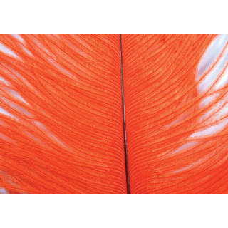 Autruche herls sur tige