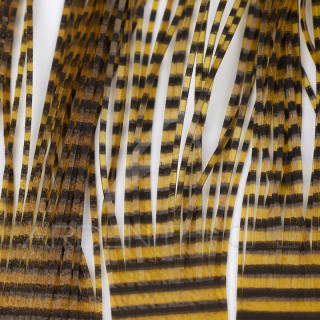 Micro pattes grizzly