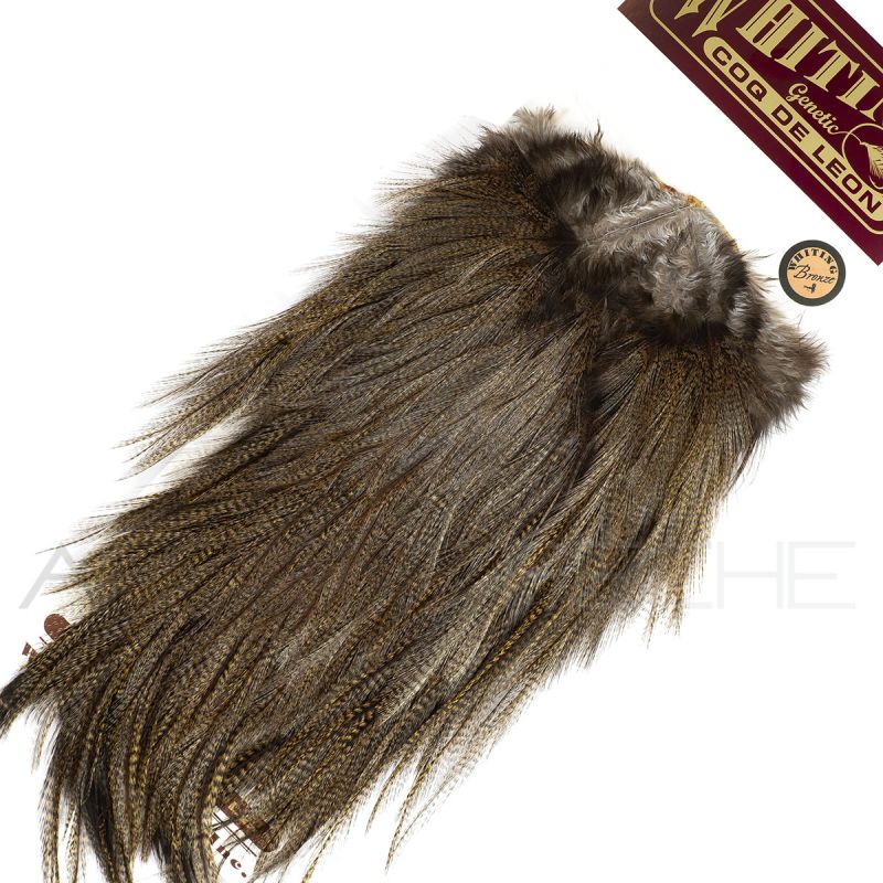 Croupes pardo Whiting Pardo foncé