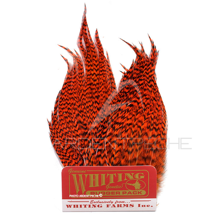 Whiting Bugger Pack Grizzly teint orange