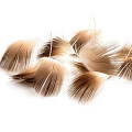 DEVAUX Plumes